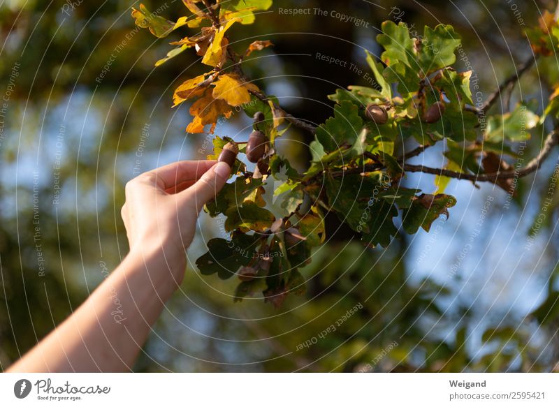 Oak luck I Senses Relaxation Young woman Youth (Young adults) Autumn Tree Leaf Field Forest Fresh Positive Expectation Thanksgiving Oak tree Acorn Pick Harvest