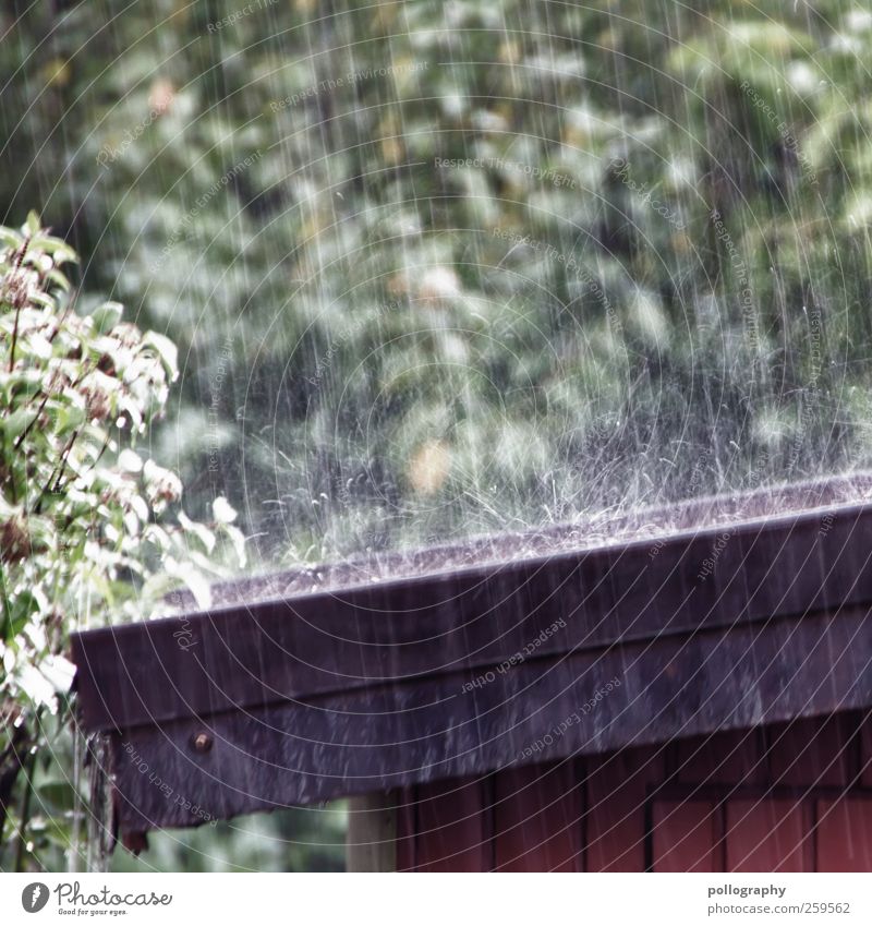 raindrops keep falling... Environment Nature Water Drops of water Rain Plant Tree Bushes Leaf Foliage plant Brown Green Black Roof Eaves Wood Gardenhouse Unload