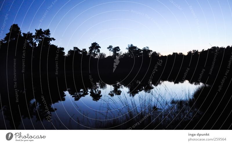 100! At the black water Environment Nature Landscape Plant Elements Water Sky Cloudless sky Winter Climate Beautiful weather Tree Grass Forest Lakeside Bog