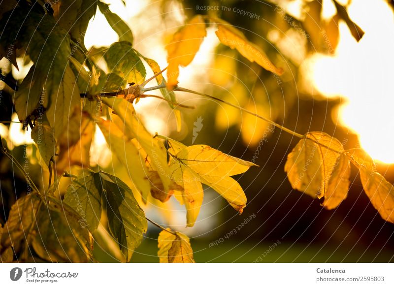 A fly sits on yellow discolored maple leaf Nature Plant Sky Sun Autumn Beautiful weather Tree Leaf Autumn leaves Maple tree Maple leaf Garden Fly Insect 1