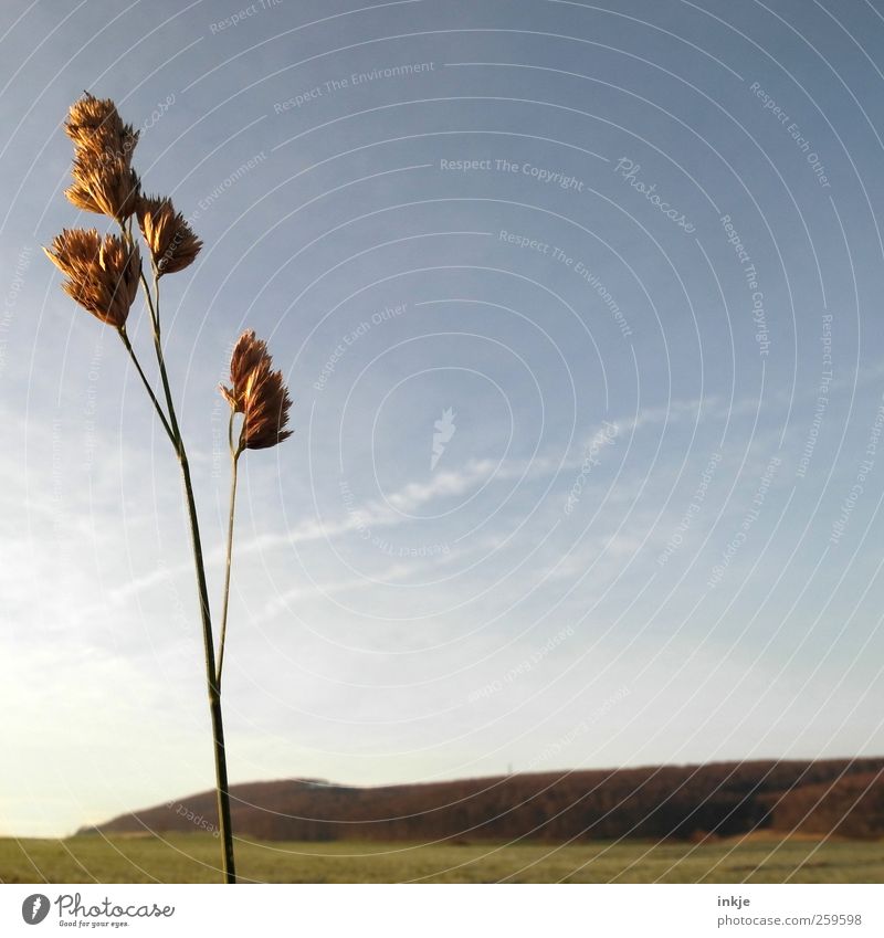 Gulliver's Travels Nature Landscape Plant Sky Autumn Winter Weather Grass Meadow Field Forest Hill Outskirts Deserted Thin Cold Long Natural Gloomy Dry Brown