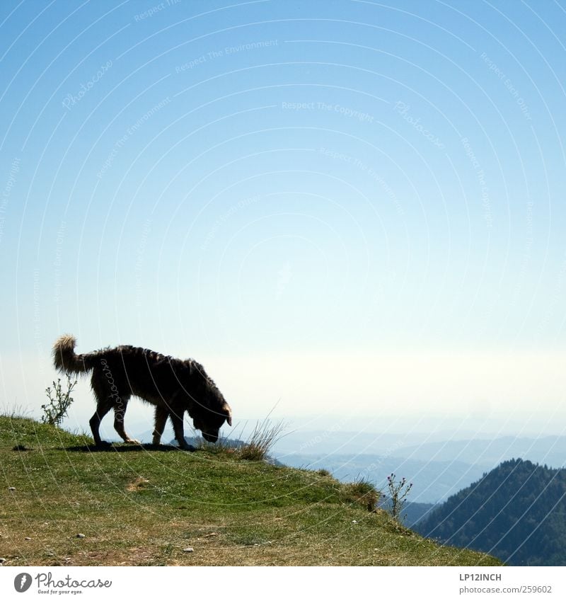 Carpathian dog Environment Landscape Sky Summer Beautiful weather Mountain Romania Europe Dog Nature Curiosity Hiking Vantage point Far-off places Walk the dog