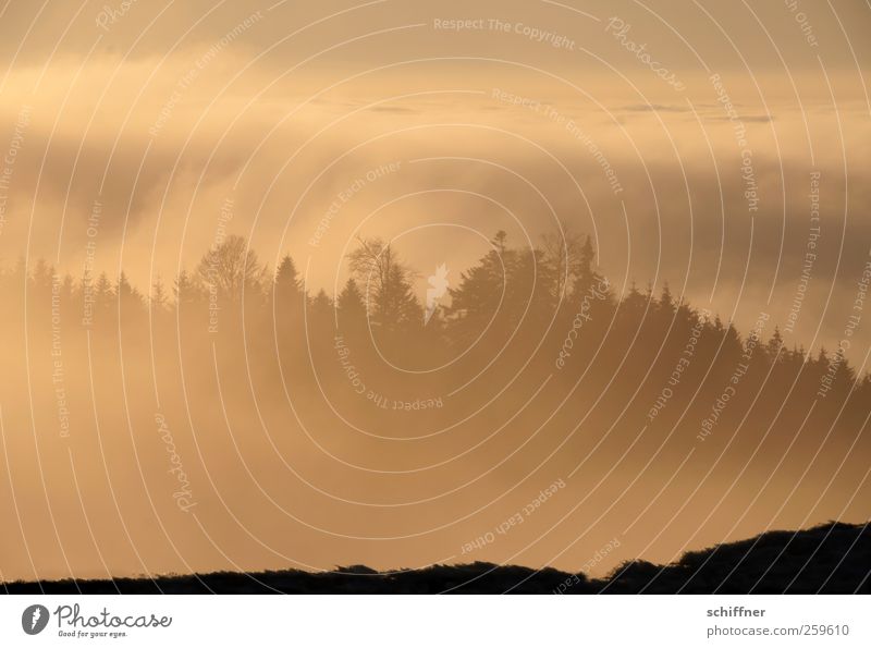 Watter exchange II Environment Nature Landscape Plant Elements Sky Clouds Sunlight Winter Climate Beautiful weather Fog Forest Hill Mountain Yellow Gold Red