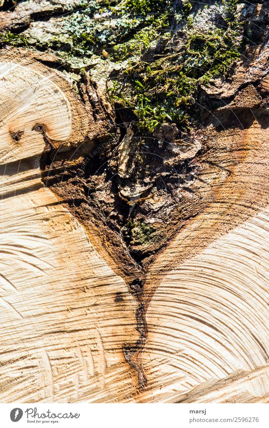 Moss triangle or what? Plant Flower Tree stump Wood grain Exceptional Authentic Natural Dry Brown Uniqueness Nature Whimsical Destruction Tree bark Triangle