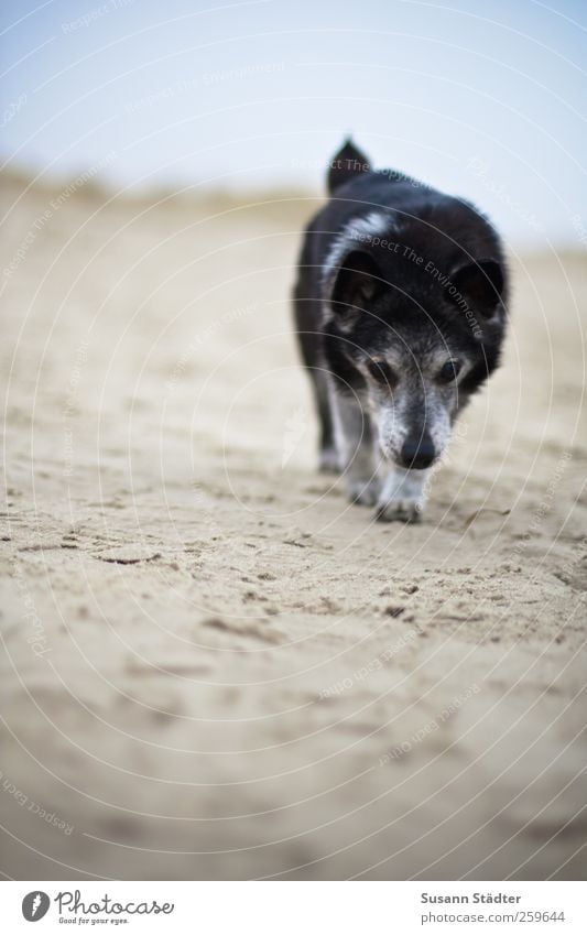 hiddensee.ich.komme. Coast Beach North Sea Animal Pet Dog Pelt 1 Walking To go for a walk Dog's snout Dog racing Slowly High-maintenance Nature Walk the dog