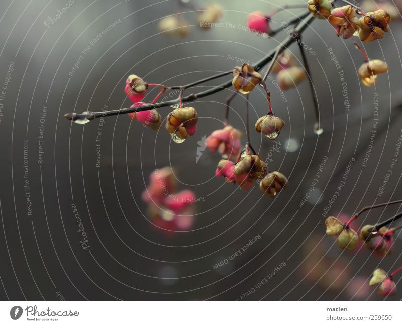 January weather Plant Water Drops of water Winter Bad weather Rain Bushes Wet Natural Gray Pink Dripping Common spindle Multicoloured Exterior shot Detail