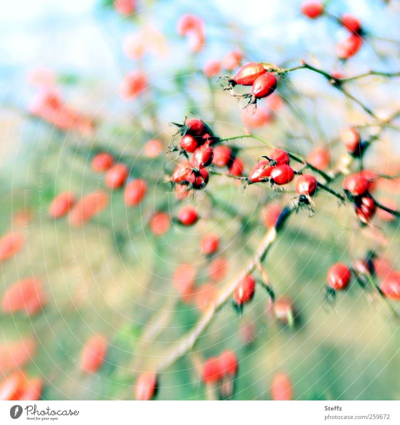 Rosehips in the wind Rose hip Wind windy Berries Berry bushes autumn sun Bushes Wild plant pink pastel shades Beautiful weather Green Red Patch of colour