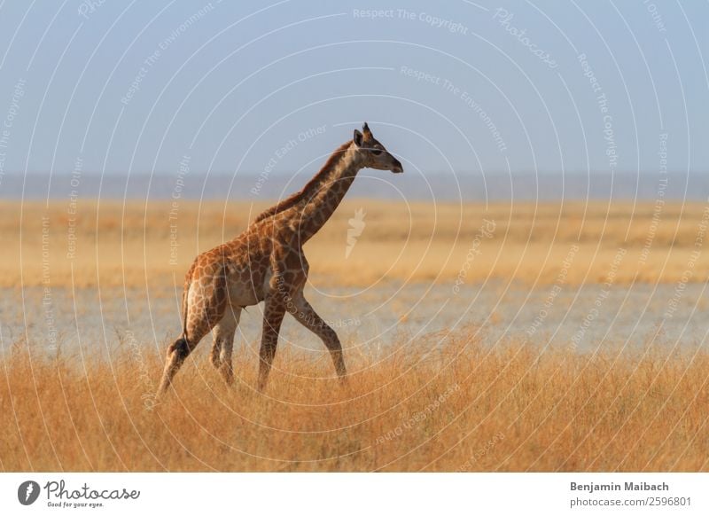 Giraffe in the Savannah Desert Etosha pan Animal Wild animal 1 Going Yellow Gold Loneliness Freedom Calm Tourism Colour photo Exterior shot Copy Space left