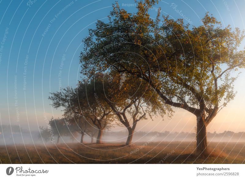 Apple orchard at sunrise in the mist Nature Landscape Autumn Beautiful weather Fog Tree Meadow Dream Happiness Bright Surrealism Symmetry Germany October