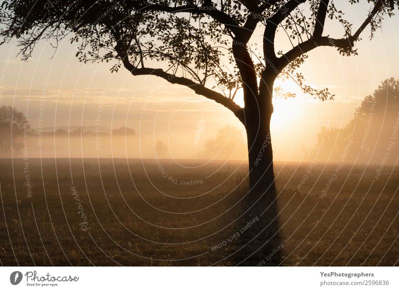 Sunrise through the fog over tree silhouette Nature Landscape Autumn Beautiful weather Fog Tree Meadow Forest Dream Bright Yellow Gold Surrealism Germany