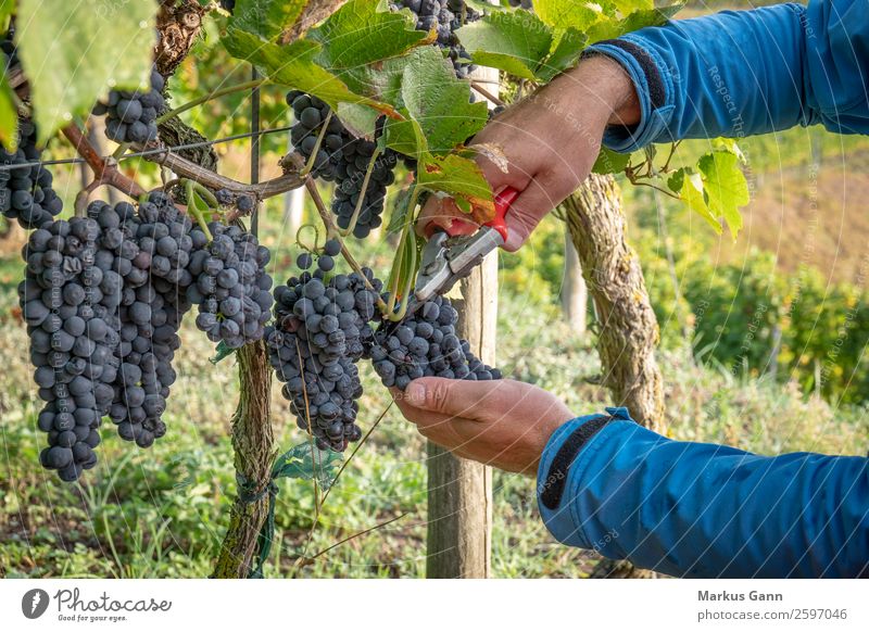 a vineyard red grapes harvest Scissors Hand Nature Fresh Blue Green Red Bunch of grapes Vineyard wine Harvest Mature food Purple agriculture bunch Hanging Crops