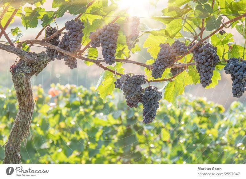 Rote Weintrauben im Gegenlicht Sun Nature Plant Fresh Bright Green Bunch of grapes Vineyard Mature Purple Hanging Crops Winery Leaf Red Harvest Colour photo