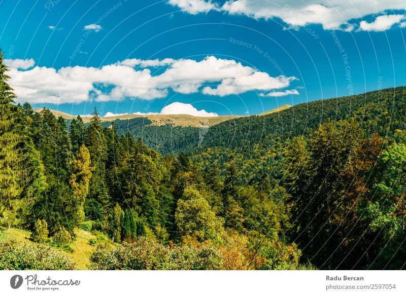 Beautiful Carpathian Mountains Summer Landscape In Romania carpathian Nature scenery Forest Panorama (Format) Sky Carpathians Green Vantage point