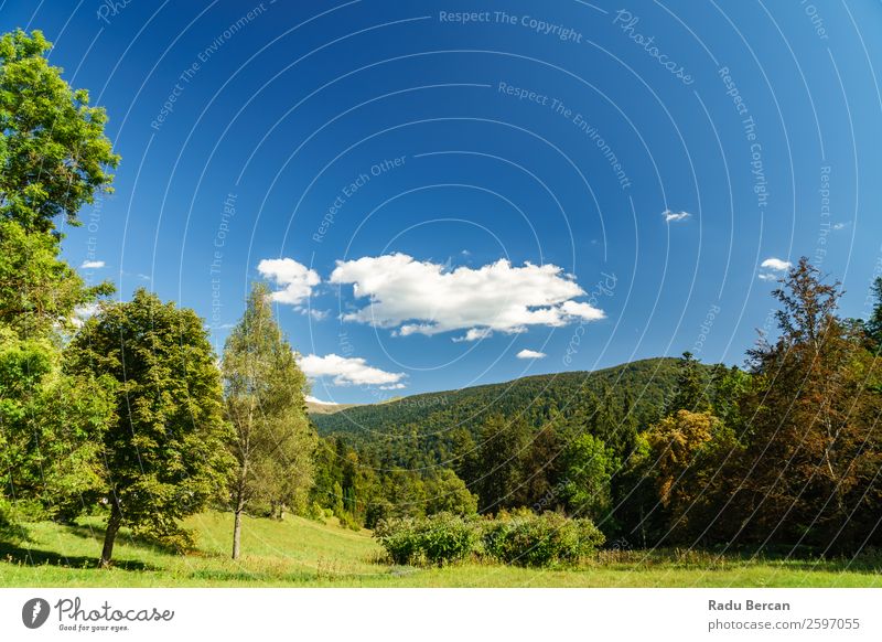 Beautiful Carpathian Mountains Summer Landscape In Romania carpathian Nature scenery Forest Panorama (Format) Sky Carpathians Green Vantage point