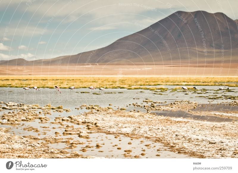 atacama Summer Mountain Environment Nature Landscape Elements Earth Sky Climate Beautiful weather Lake Flamingo Bright Chile South America Pastel tone