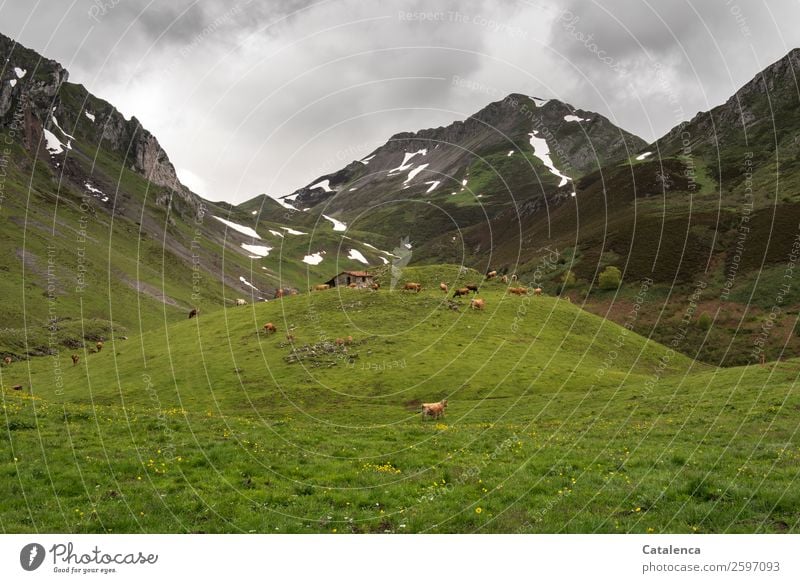 Alpine pasture with herd of cows Hiking Environment Nature Landscape Plant Animal Storm clouds Spring Bad weather Snow Mountain Hut shepherd's hut Farm animal