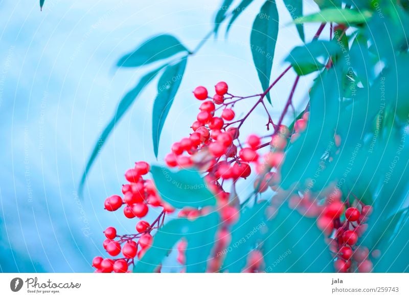 berry bush Environment Nature Plant Bushes Leaf Berries Berry bushes Esthetic Natural Blue Green Red Colour photo Exterior shot Deserted Copy Space left Day