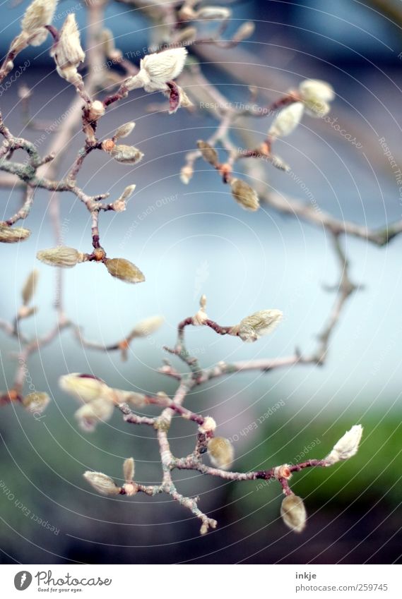 magnolia Nature Plant Spring Autumn Winter Tree Magnolia tree Magnolia plants Leaf bud Bud Garden Park Growth Cold Beautiful Multicoloured Emotions Moody Idyll