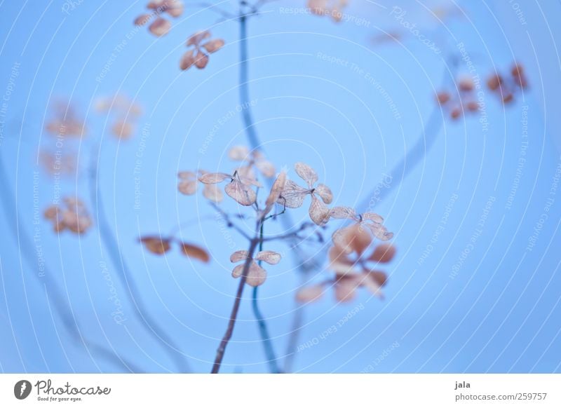 bleu Environment Nature Plant Leaf Blossom Esthetic Natural Blue Brown Colour photo Exterior shot Deserted Neutral Background Day