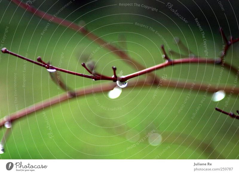 Dew drip Environment Nature Plant Elements Water Drops of water Winter Climate Weather Beautiful weather Rain Ice Frost Snow Tree Branch Garden Park Wood Glass