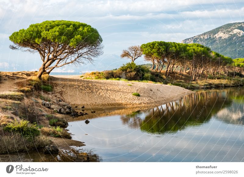 Pines by the sea Vacation & Travel Far-off places Summer Summer vacation Beach Ocean Landscape Sky Clouds Beautiful weather Tree Grass Bushes Stone pine Coast