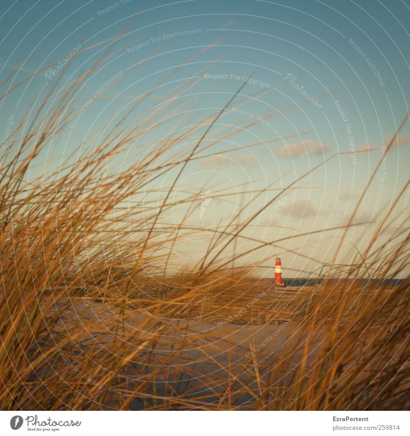 Little one Nature Landscape Sand Sky Clouds Sunlight Summer Autumn Winter Beautiful weather Grass Coast Beach Baltic Sea Ocean Warnemünde