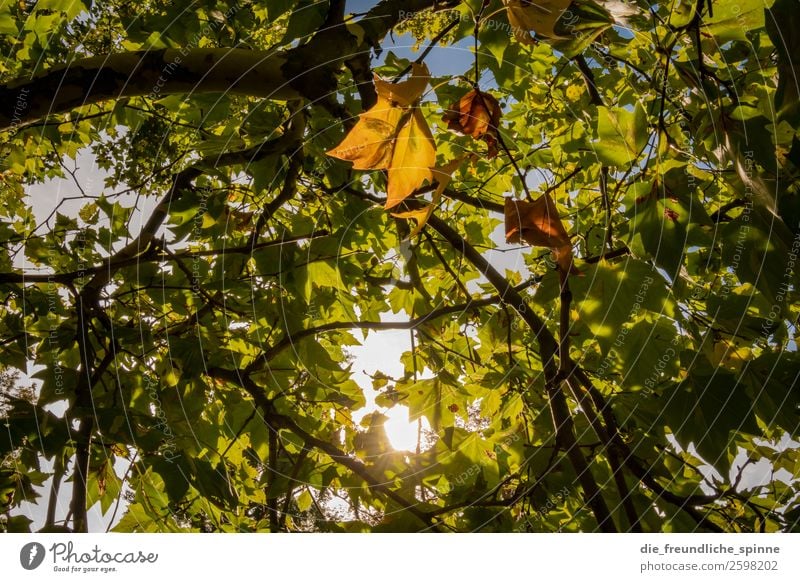 autumn foliage Nature Landscape Plant Air Sky Cloudless sky Sun Autumn Weather Beautiful weather Tree Leaf Forest Hahnenklee Goslar Germany Europe Village