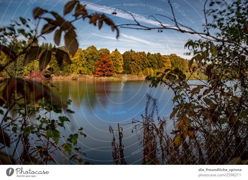 Autumn at the lake Environment Nature Landscape Plant Air Water Sky Beautiful weather Tree Bushes Wild plant Mountain Harz Lakeside Pond Crane Pond Hahnenklee