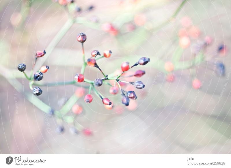 seed heads Environment Nature Plant Spring Bushes Wild plant Esthetic Bright Natural Colour photo Exterior shot Deserted Day Shallow depth of field