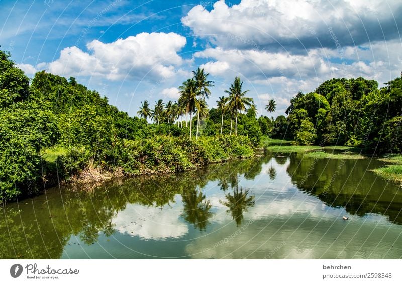 cheerful to cloudy Vacation & Travel Tourism Trip Adventure Far-off places Freedom Nature Landscape Sky Clouds Plant Tree Bushes Leaf Palm tree Virgin forest