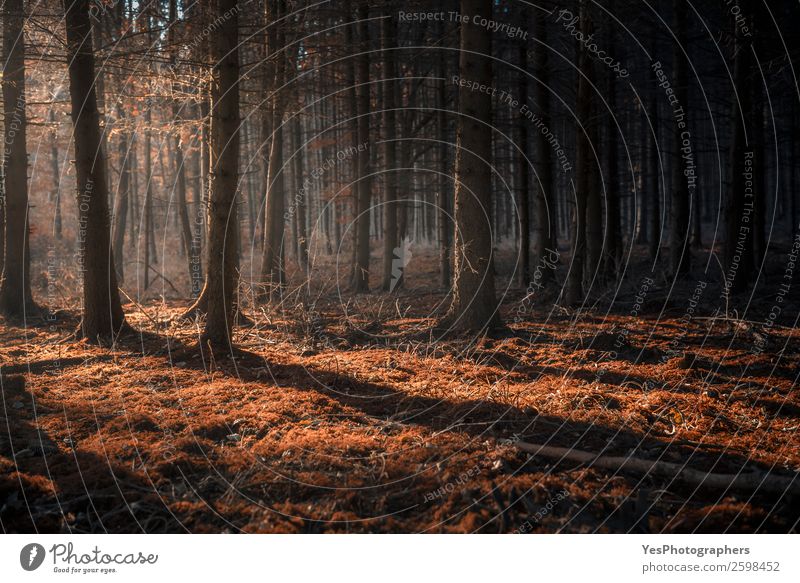 Dark autumn forest with beams of light Nature Landscape Beautiful weather Fog Moss Dream Natural October autumn colors context darkness Enchanted forest