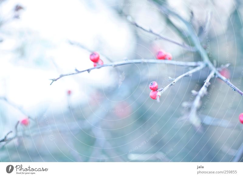 marzipan berries Environment Nature Plant Bushes Wild plant Berries Berry bushes Esthetic Bright Natural Colour photo Exterior shot Deserted Day