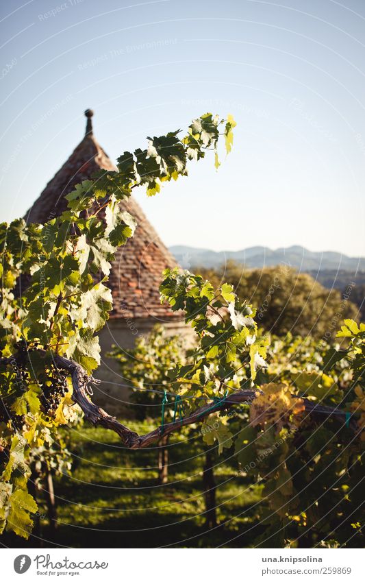 in wine lies the truth Wine Nature Landscape Cloudless sky Sunlight Autumn Beautiful weather Plant Leaf Agricultural crop Wine growing Vine Mountain Vineyard