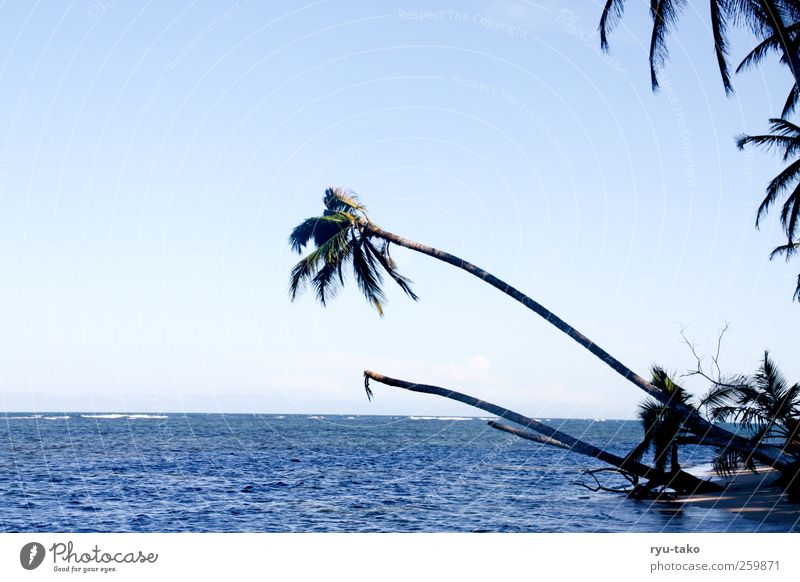 paradise calls Nature Sand Water Sky Cloudless sky Beautiful weather Plant Bushes Palm tree Coast Ocean Island Blue Contentment Serene Calm Wanderlust Freedom