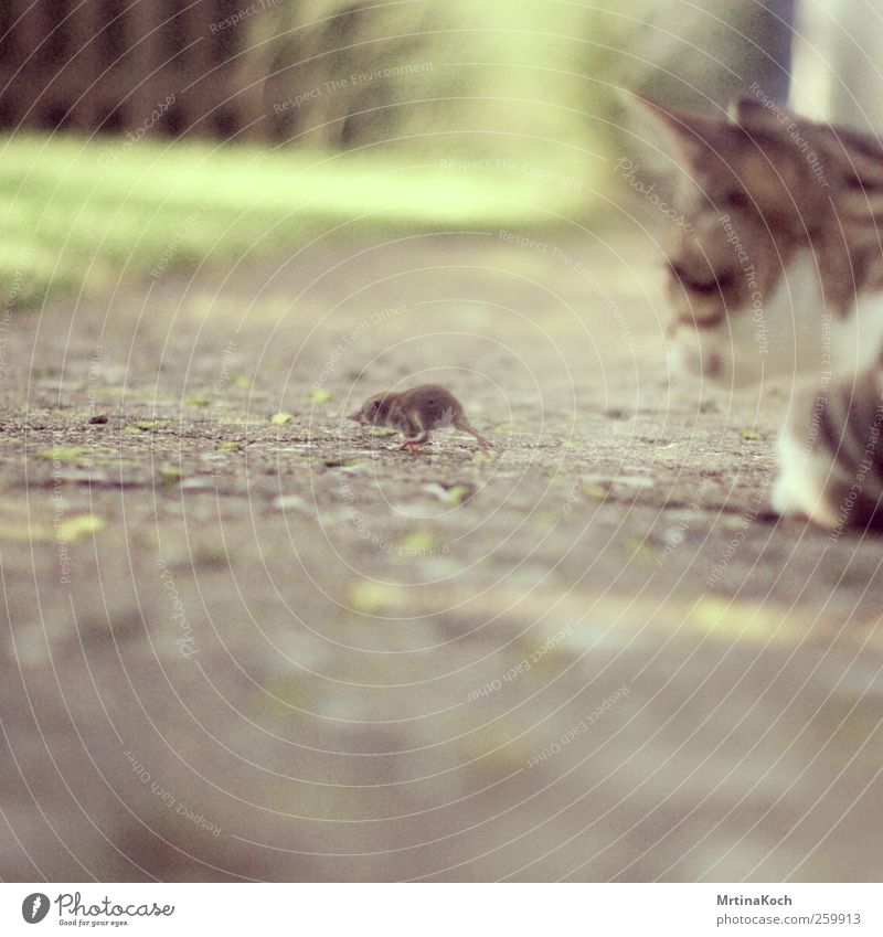 catch me if you can. Animal Pet Farm animal Cat Mouse 2 Catch Hunting Fight as dead as a doornail To feed Colour photo Multicoloured Exterior shot Close-up