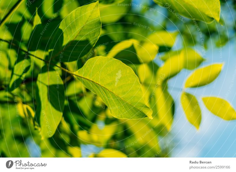 Backlit Fresh Green Tree Leaves In Summer Leaf Background picture backlit Spring Nature Plant Branch Natural Environment Bright Growth Sun Close-up Lush Park