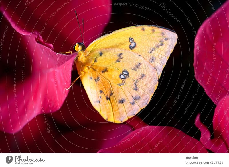 black-red-gold Plant Animal Butterfly 1 Hang Christmas star Considerable Colour photo Macro (Extreme close-up) Deserted Day