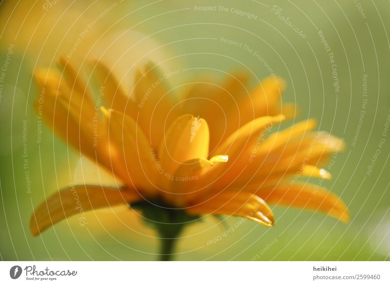 Wednesday flowers Nature Plant Sun Leaf Blossom Garden Fresh Natural Yellow Green Depth of field Background picture Spring Spring flower Ease Positive