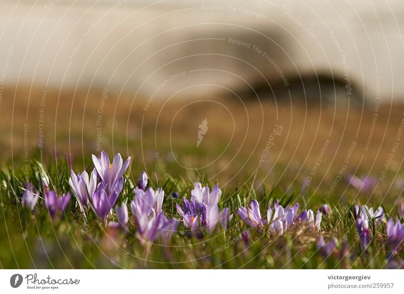 Crocus veluchensis Environment Nature Landscape Plant Spring Summer Flower Grass Wild plant Meadow Field Hill Mountain Natural Beautiful Green Violet