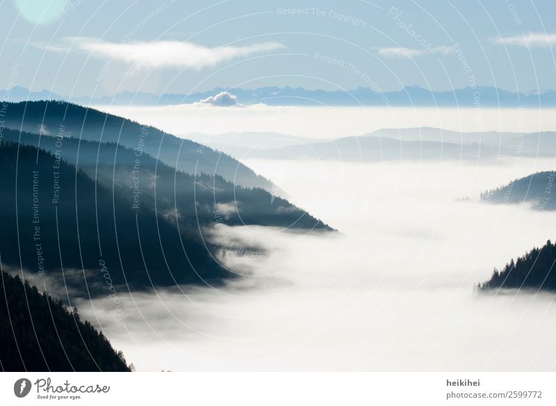 Sea of fog in the Black Forest Fog Black Forest mountain Southern German Mountain Landscape Exterior shot Nature Deserted Sky Hill Tree Colour photo Autumn