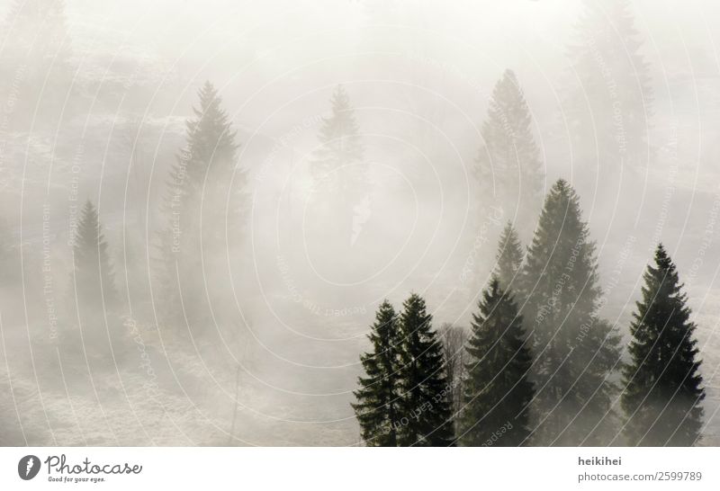 cloud forest Vacation & Travel Tourism Trip Far-off places Freedom Mountain Hiking Nature Landscape Autumn Fog Tree Field Forest To enjoy Looking Natural Gray