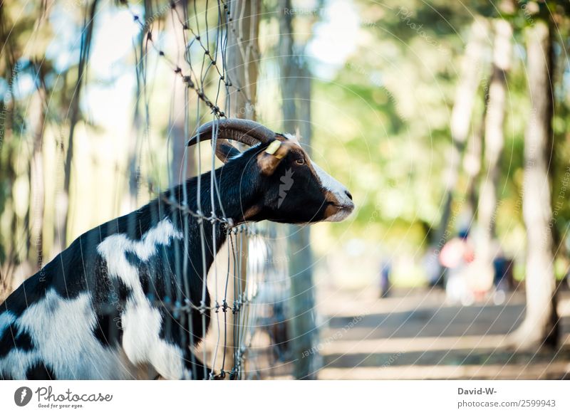 somebody wants out... Environment Nature Autumn Beautiful weather Forest Animal Farm animal Zoo Petting zoo 1 Observe Fence Captured Goats Antlers Curiosity