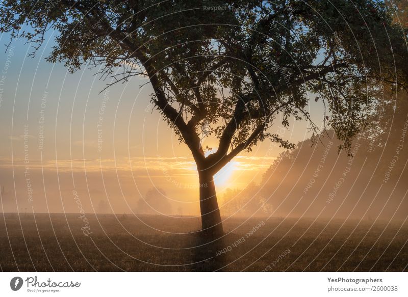 Apple tree on a foggy meadow at sunrise Nature Landscape Autumn Beautiful weather Fog Meadow Forest Schwäbisch Hall Germany Dream Bright Loneliness Idyll