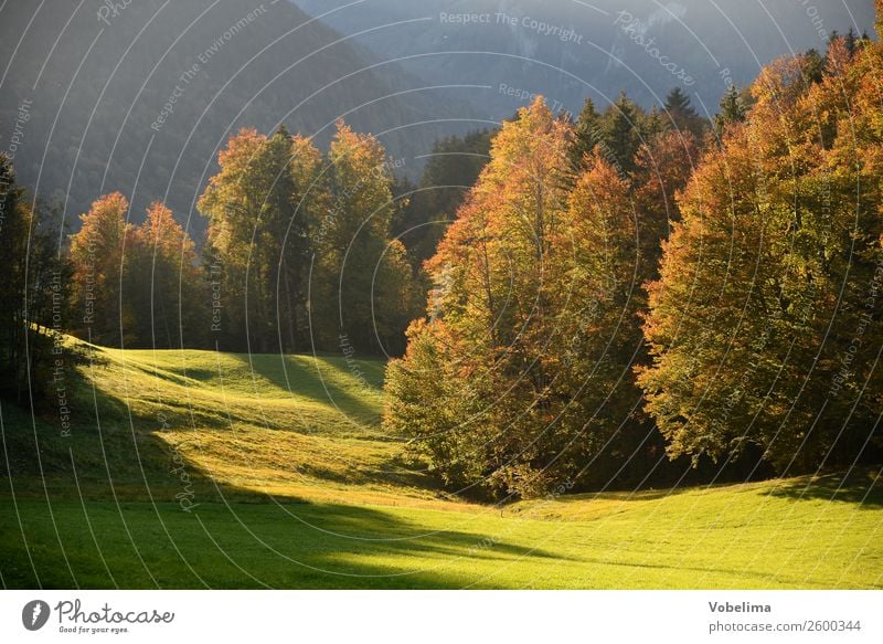 Forest edge in autumn Environment Nature Landscape Autumn Beautiful weather Tree Meadow Natural Brown Multicoloured Yellow Gray Green Orange Bezau bizau