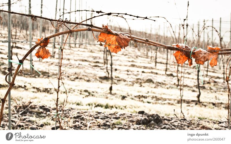 winter wine Environment Nature Landscape Plant Elements Winter Climate Ice Frost Bushes Leaf Agricultural crop Vine Vineyard Autumn leaves Deserted Cold