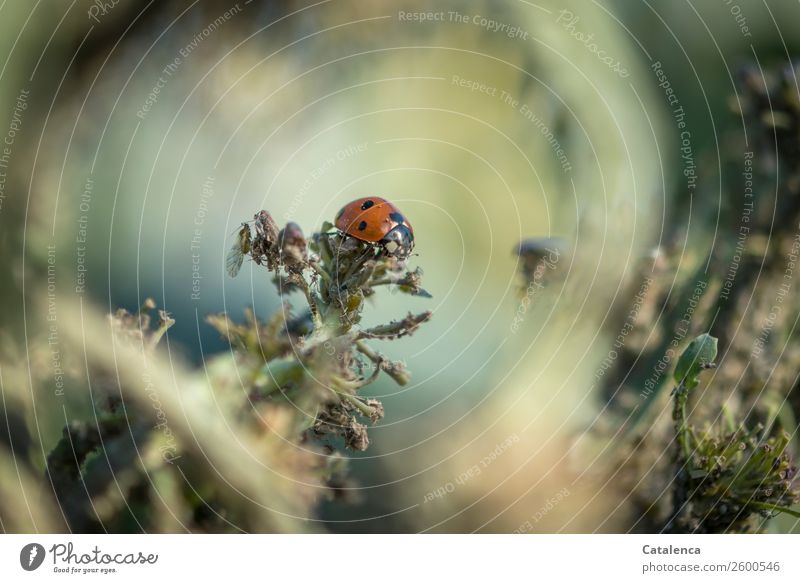 Ladybug eats aphids Nature Plant Animal Summer Leaf Agricultural crop Broccoli Cabbage Garden Vegetable garden Beetle Ladybird Greenfly 1 To feed Crawl Together