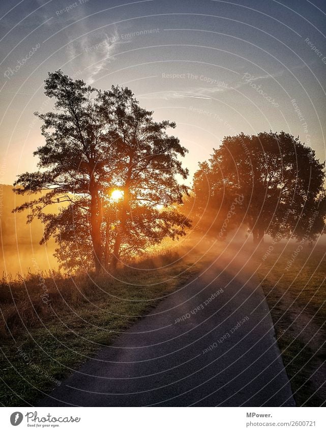 in the morning at the elbe Nature Beautiful weather Meadow River Shroud of fog Fog Misty atmosphere Cycle path Autumn Morning fog Dew Commute Colour photo