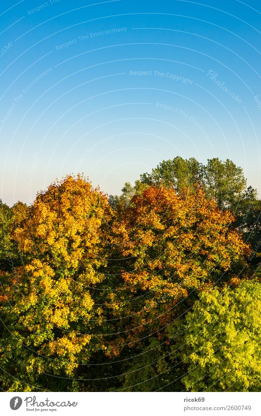 Autumnal colored trees with blue sky Relaxation Vacation & Travel Tourism Nature Landscape Cloudless sky Weather Tree Blue Colour Idyll Climate Environment