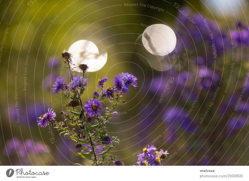 Autumn flower with bokeh Nature Sunlight Beautiful weather Plant Flower Bushes Blossom Wild plant Pot plant Daisy Family Park Blur Visual spectacle