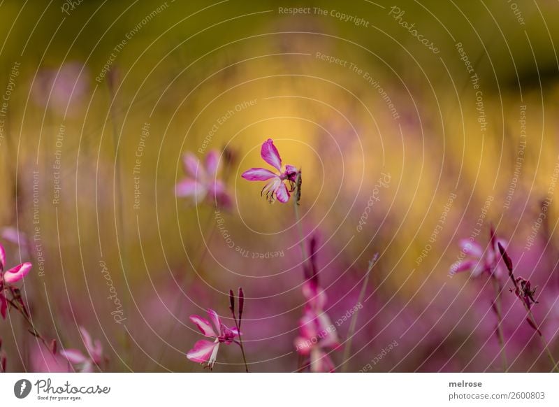 delicate pink blossom Nature Autumn Beautiful weather Plant Flower Grass Bushes Blossom Wild plant Flowering plant Park green-yellow-pink delicate colours